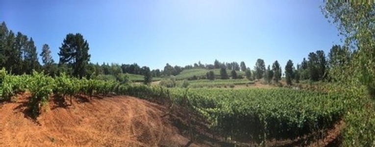 Panoramic view of Bradford Vineyard