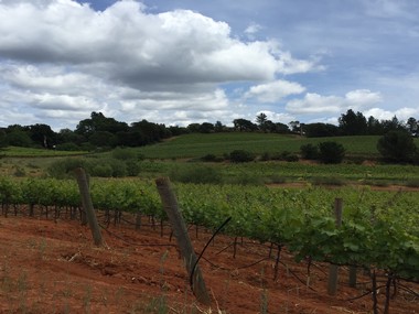 View of Teldeschi Vineyard, our neighbors in Dry Creek Valley