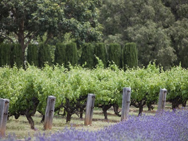 Tollini Vineyard in Mendocino County