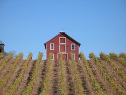 Vineyard Walk, Exploration, and Lunch - Saturday August 27th